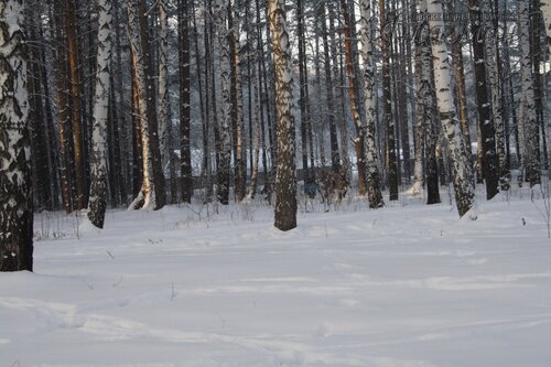 IMG_4558_r
